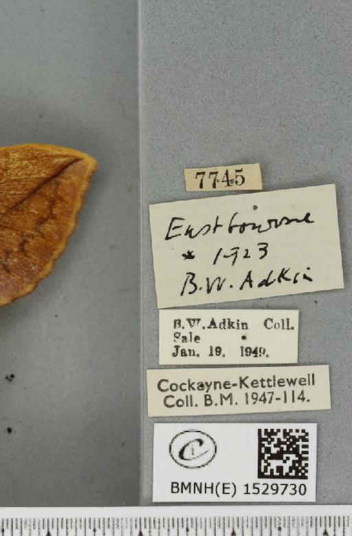 Euthrix potatoria ab. extrema Tutt, 1902 - BMNHE_1529730_label_197219