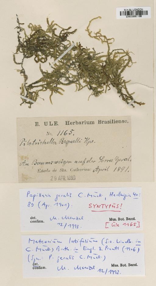 Meteorium latifolium (Lindb) Broth. - BM000961198