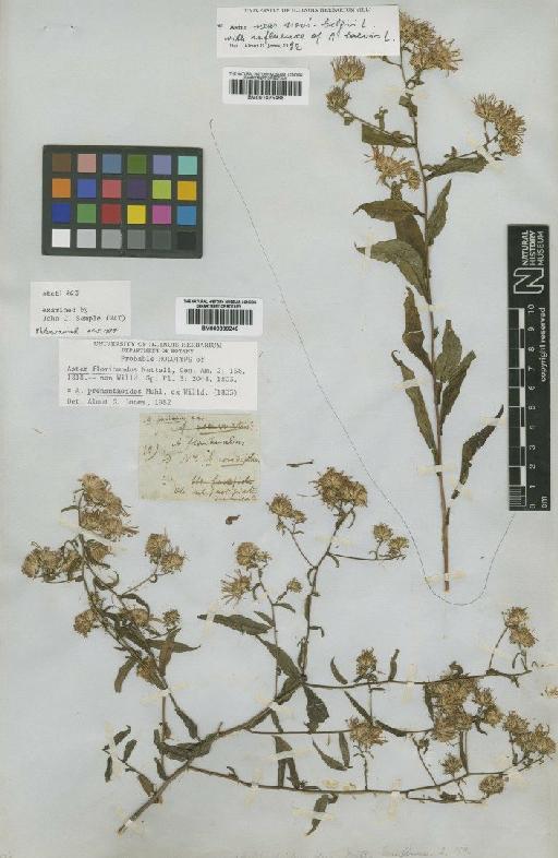 Aster prenanthoides Muhl. ex Willd. - BM001025488