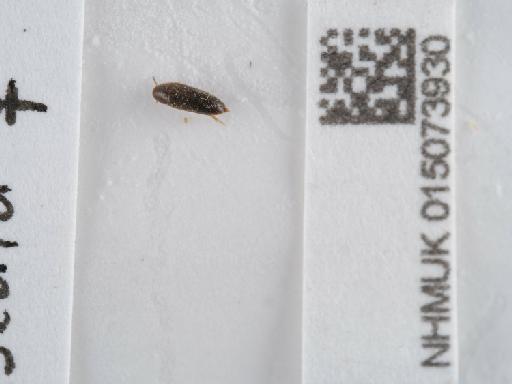 Anisoxya fuscula (Illiger, 1798) - 015073930_2