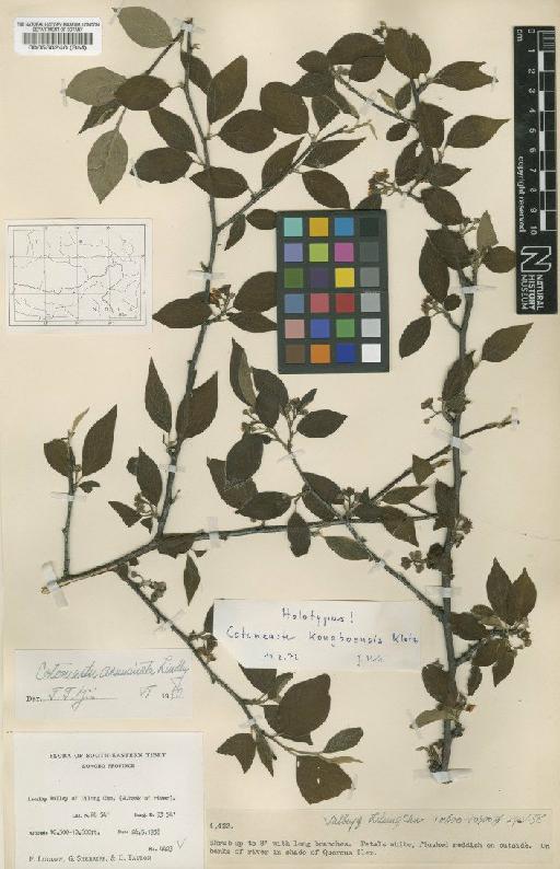 Cotoneaster kongboensis G.Klotz - BM000550240