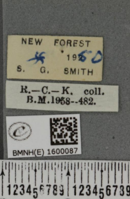 Rhodometra sacraria ab. fumosa Prout, 1937 - BMNHE_1600087_label_301266