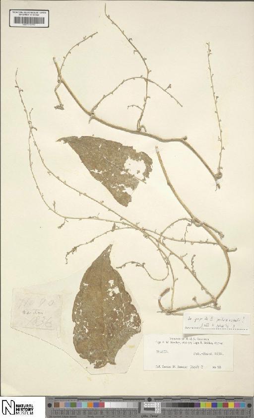 Dioscorea L. - BM001190552