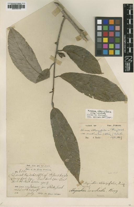 Knema oblongifolia var. monticola (King) Warb. - BM000950784