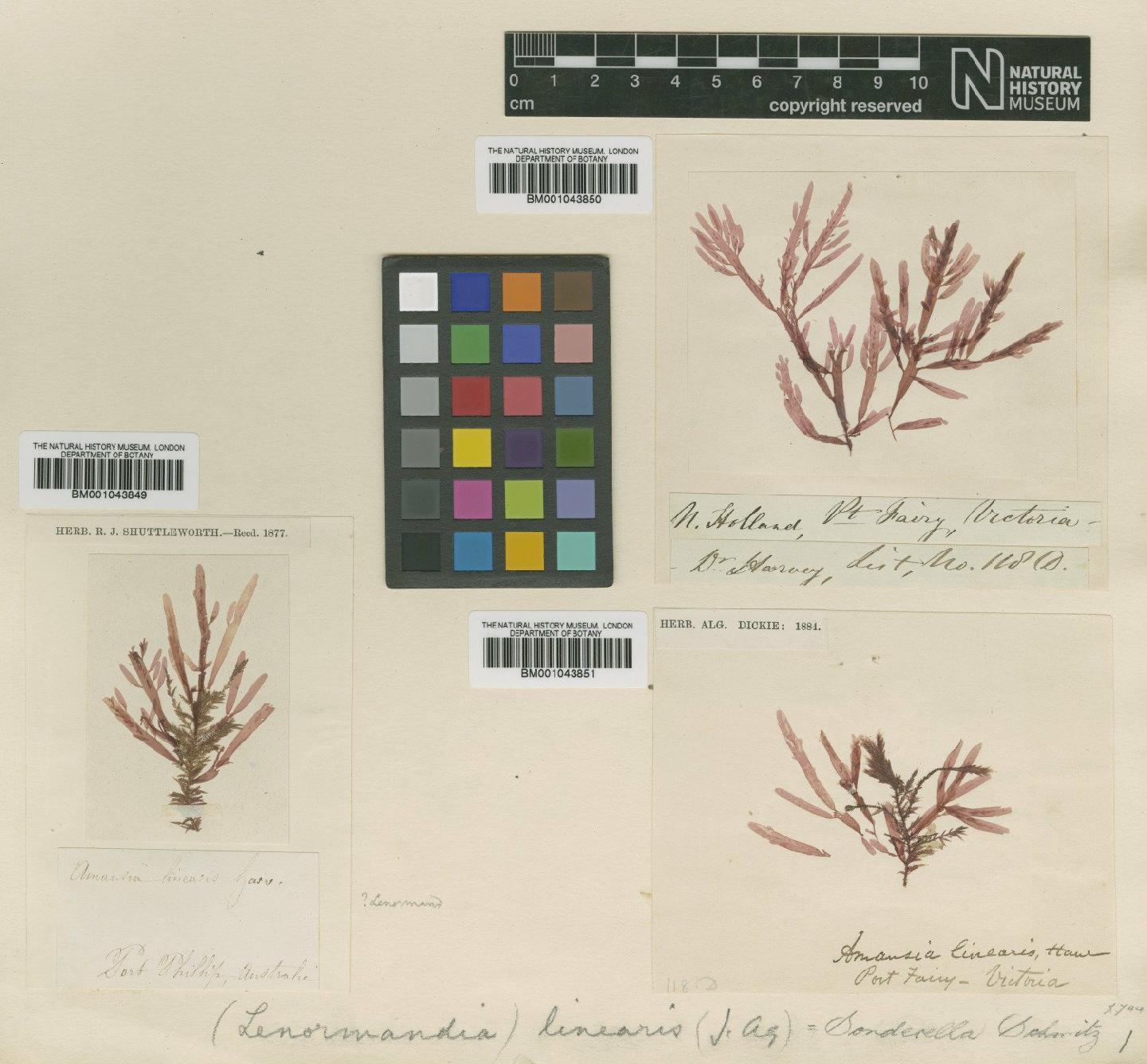To NHMUK collection (Sonderella linearis (Harv.) F.Schmitz; NHMUK:ecatalogue:2390576)