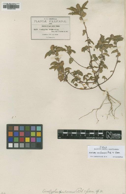 Acalypha erubescens Rob. & Greenm. - BM000939666