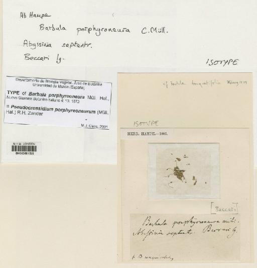 Pseudocrossidium porphyreoneurum (Müll.Hal.) Zander - BM000661503