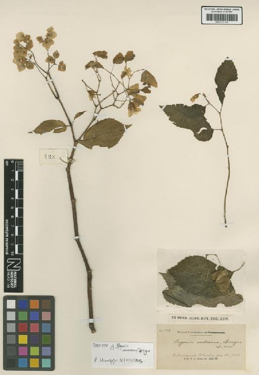 Begonia guaduensis Kunth - BM001191442