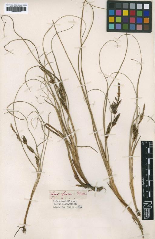 Carex littorea Labill. - BM000991237