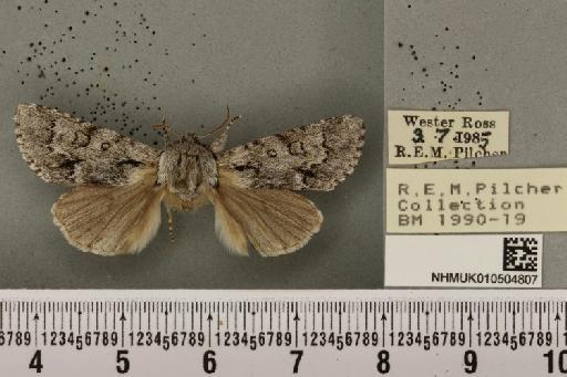 Acronicta menyanthidis scotica (Tutt, 1891) - NHMUK_010504807_562186