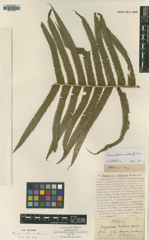 Pneumatopteris callosa (Blume) Nakai - BM001045003