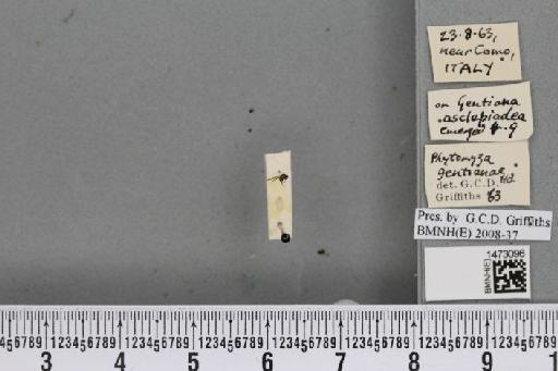 Chromatomyia gentianae (Hendel, 1920) - BMNHE_1473096_48370