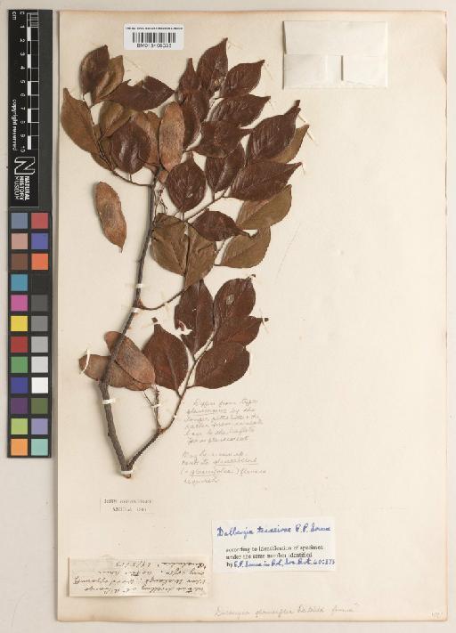 Dalbergia teixeirae E.P.Sousa - BM013406033_a
