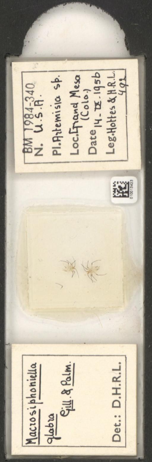 Macrosiphoniella glabra Gillette & Palmer, 1928 - 010013423_112660_1094724