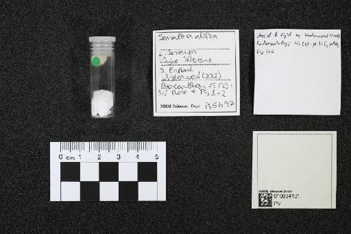 Squatina alifera infraphylum Gnathostomata (Münster, 1842) - 010034101_L010040714_(1)