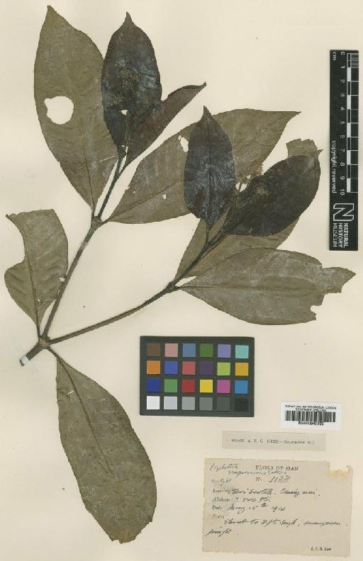 Psychotria sempervirens Geddes - BM000945365