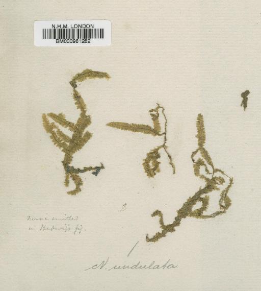 Neckeropsis undulata (Hedw.) Reichardt - BM000961282