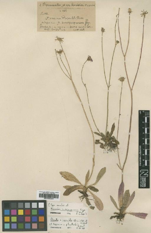 Pilosella × ruprechtii (Boiss.) P.D.Sell & C.West - BM000996239