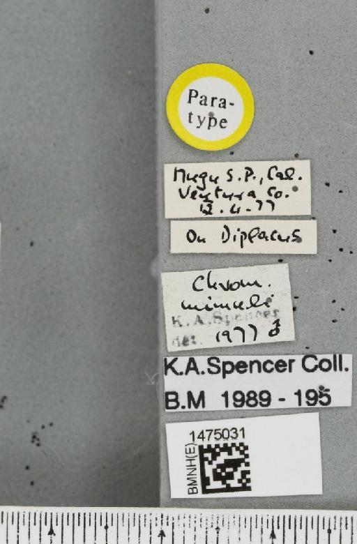 Chromatomyia mimuli Spencer, 1981 - BMNHE_1475031_label_48540