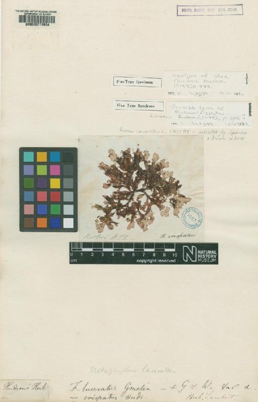 Cryptopleura ramosa (Huds.) L.Newton - BM000619664