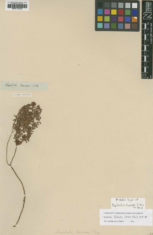 Euphorbia foliosa (Klotzsch & Garcke) N.E.Br. - BM001050435