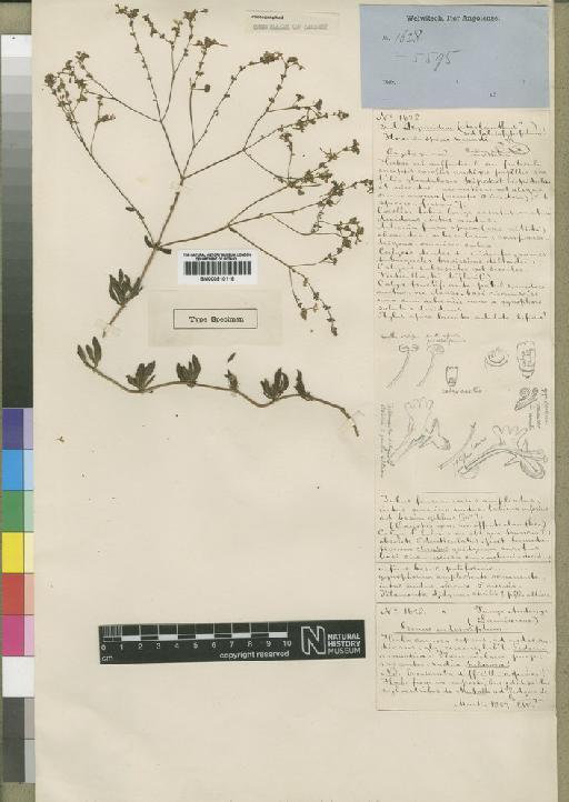 Aeollanthus tuberosus Hiern - BM000910118