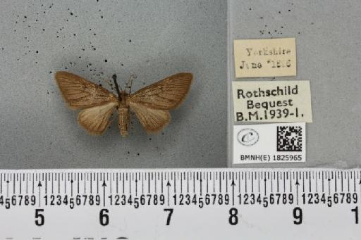 Eupithecia tripunctaria ab. angelicata Barrett, 1877 - BMNHE_1825965_398562