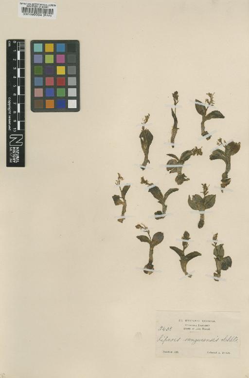 Liparis rungweensis Schltr. - BM000090034