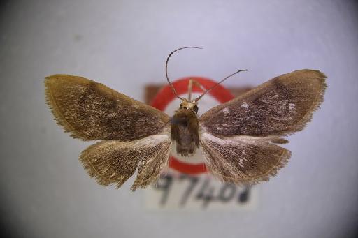 Mimocomma fulvimargo Warren, 1895 - Thliptoceras_fulvimargo_Warren_1895_Type_BMNH(E)#1054428