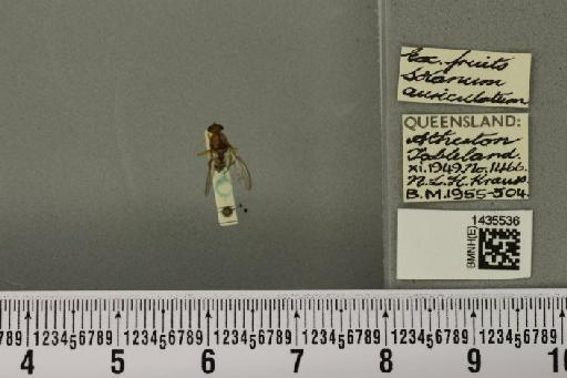 Bactrocera (Bactrocera) cacuminata (Hering, 1941) - BMNHE_1435536_28547