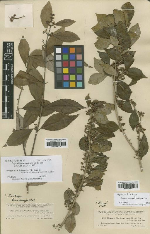 Eugenia guatemalensis Donn.Sm. - BM000884436