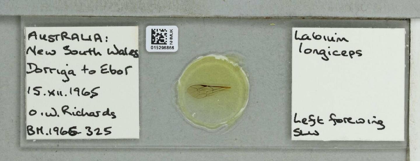 Labium longiceps