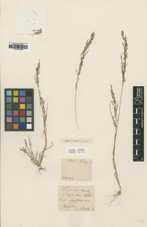 Eragrostis leptantha Trin. - BM000938628