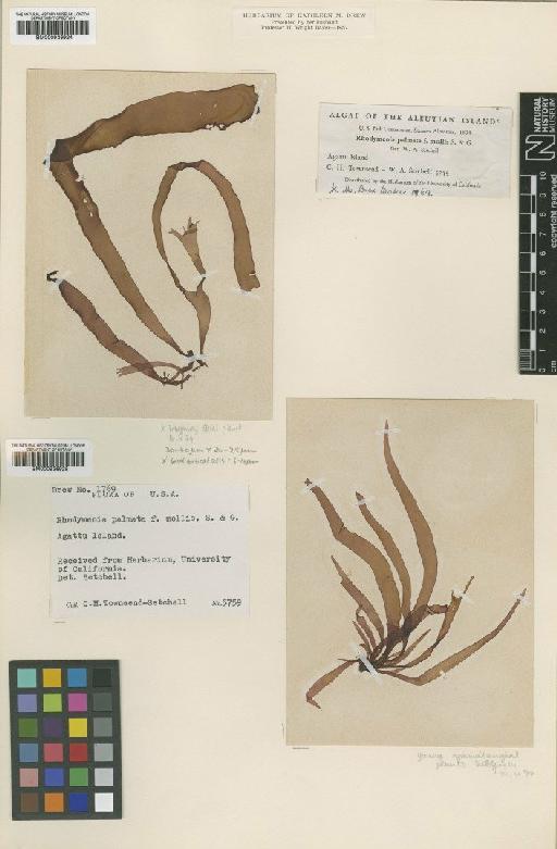 Palmaria mollis (N.L.Gardner & Setch.) C.J.Bird & van der Meer - BM000936925