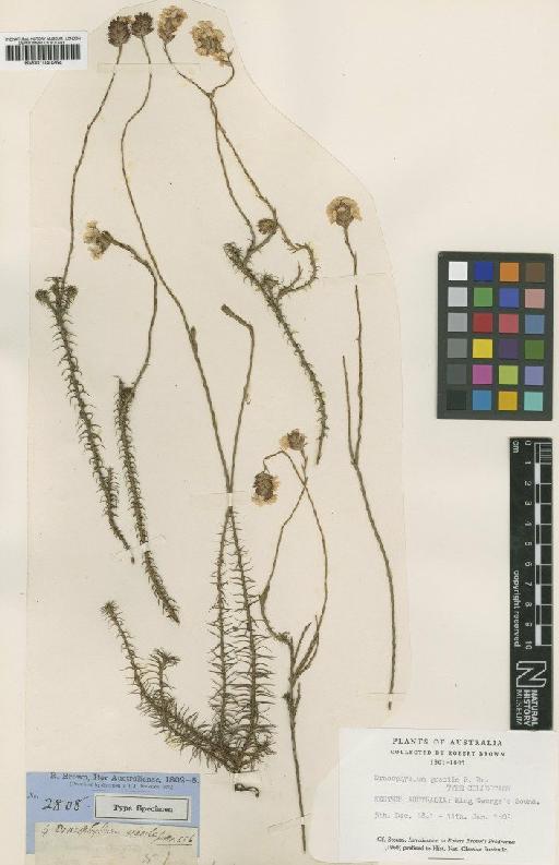 Dracophyllum gracile R.Br. - BM001040254