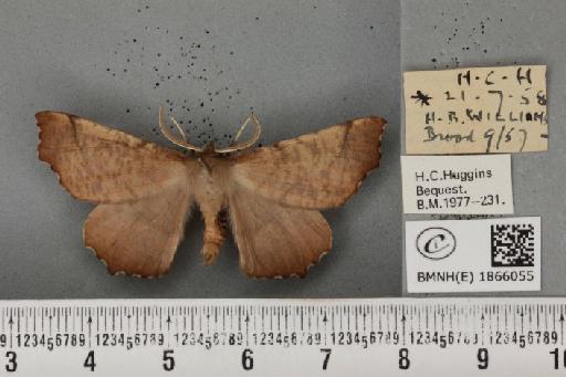 Ennomos autumnaria (Werneburg, 1859) - BMNHE_1866055_432571
