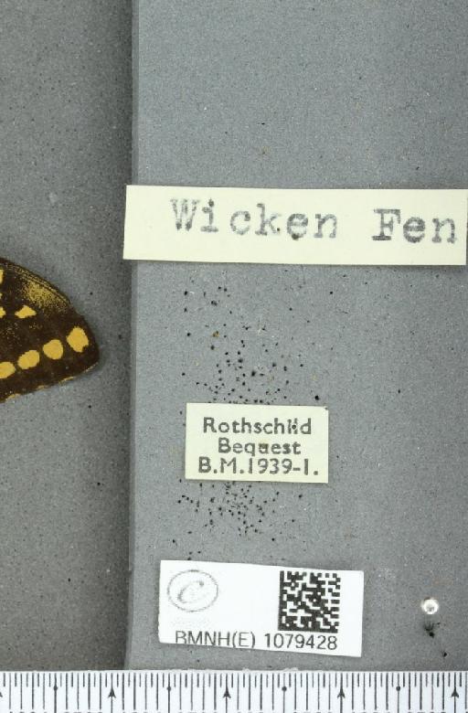 Papilio machaon britannicus ab. aurantior Krulikowsky, 1890 - BMNHE_1079428_label_64810
