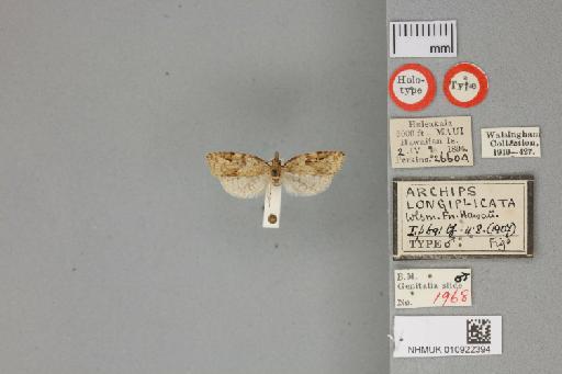 Pararrhaptica longiplicatus Walsingham - 010922394