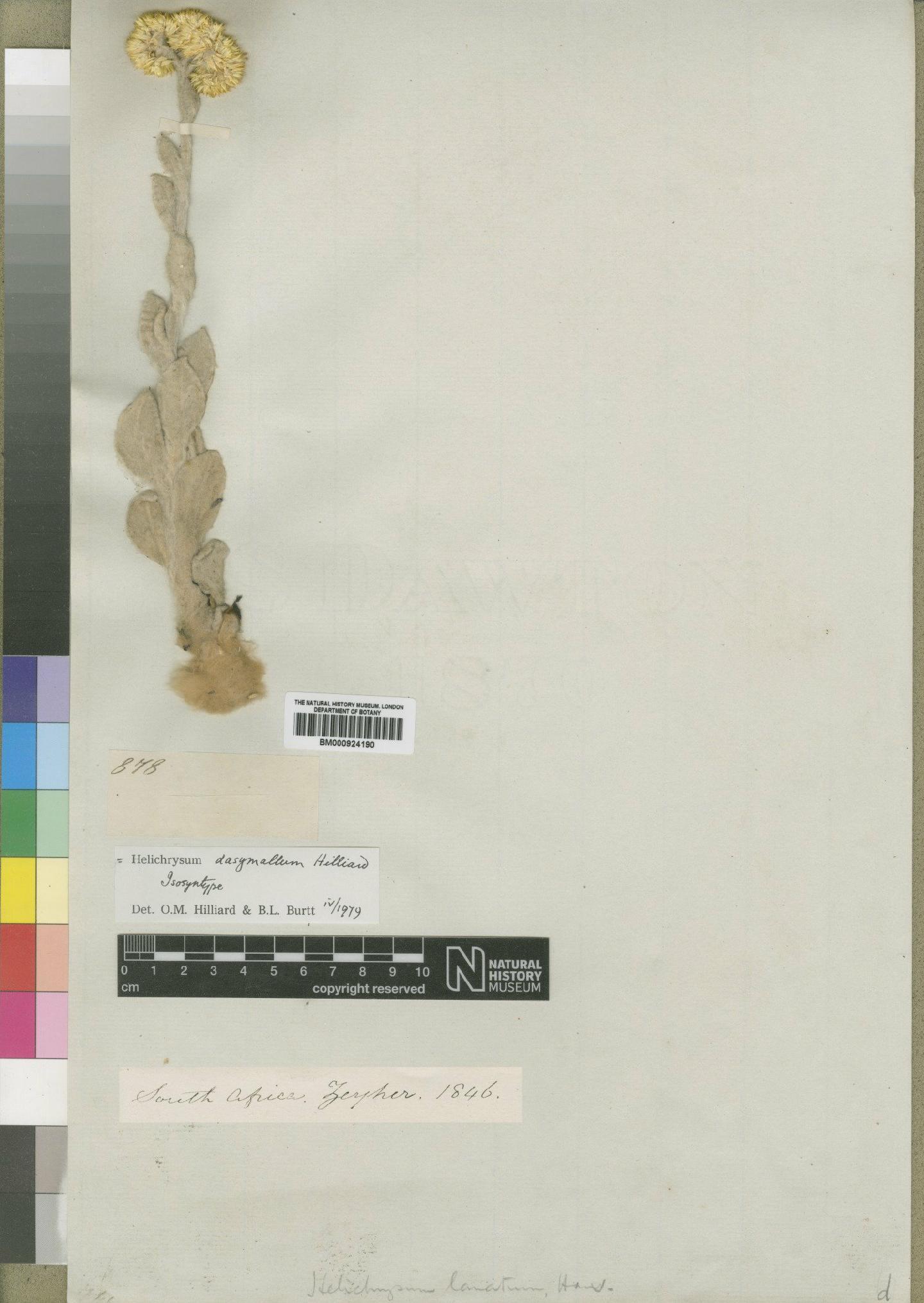 To NHMUK collection (Helichrysum dasymallum Hilliard; Isosyntype; NHMUK:ecatalogue:4529218)