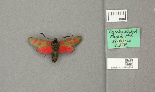Zygaena (Zygaena) filipendulae stephensi Dupont, 1900 - 015192706_775459_1085133