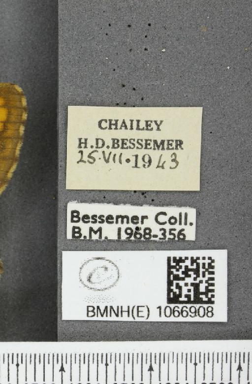Lasiommata megera ab. pallida Gillmer, 1908 - BMNHE_1066908_label_28595
