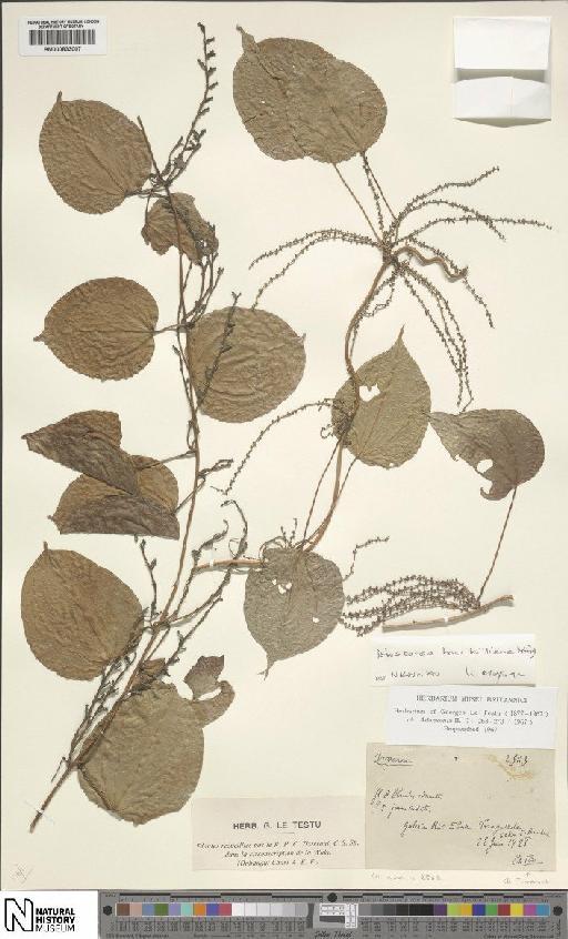 Dioscorea bulbifera L. - BM000833007
