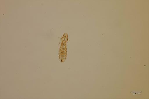 Rallicola attenuatus Denny, 1842 - 010710875_specimen