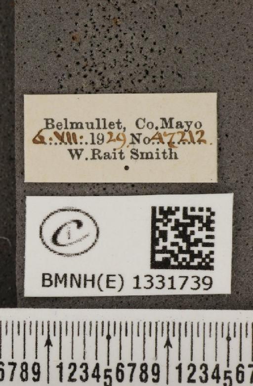 Polyommatus icarus mariscolore (Kane, 1893) - BMNHE_1331739_label_138500