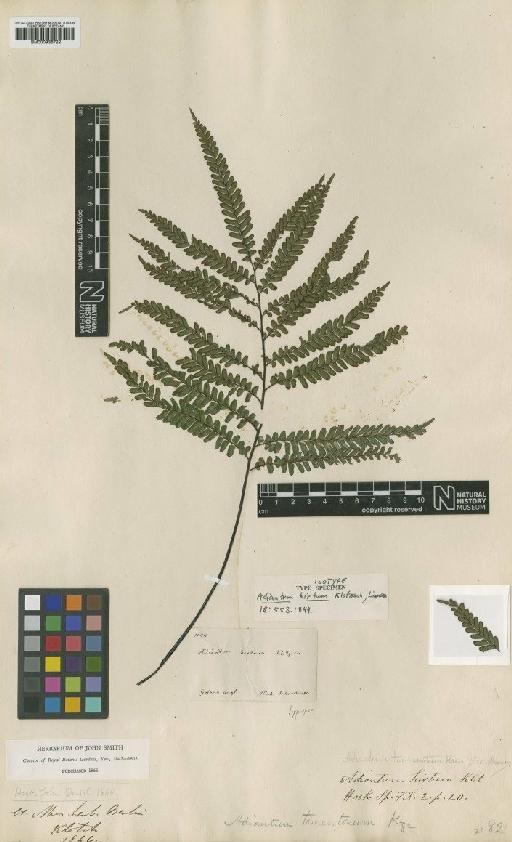 Adiantum terminatum Kunze ex Miq. - BM000936722