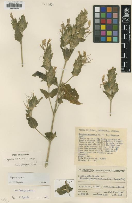 Hypoestes ecbolioides I.Darbysh. - BM000832354