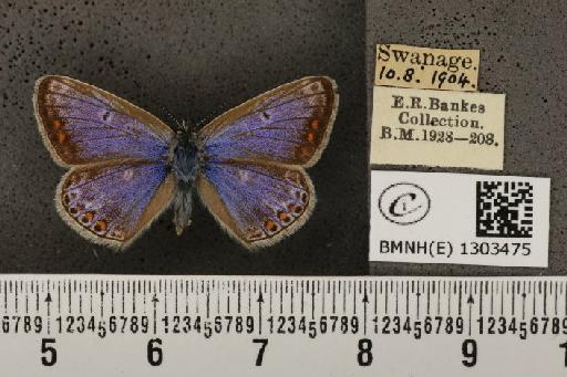 Polyommatus icarus icarus (Rottemburg, 1775) - BMNHE_1303475_138583