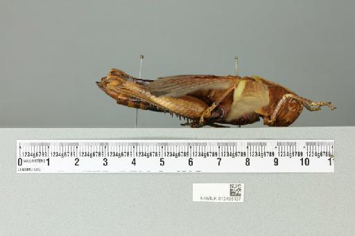 Valanga nigricornis allorensis Uvarov, 1923 - 012498437_reverse