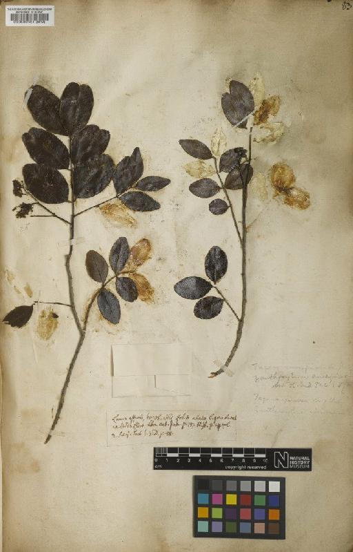 Sapindus spinosus L. - BM000589151