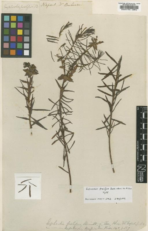 Euphorbia prolifera Buch.-Ham. ex D.Don - BM000521807